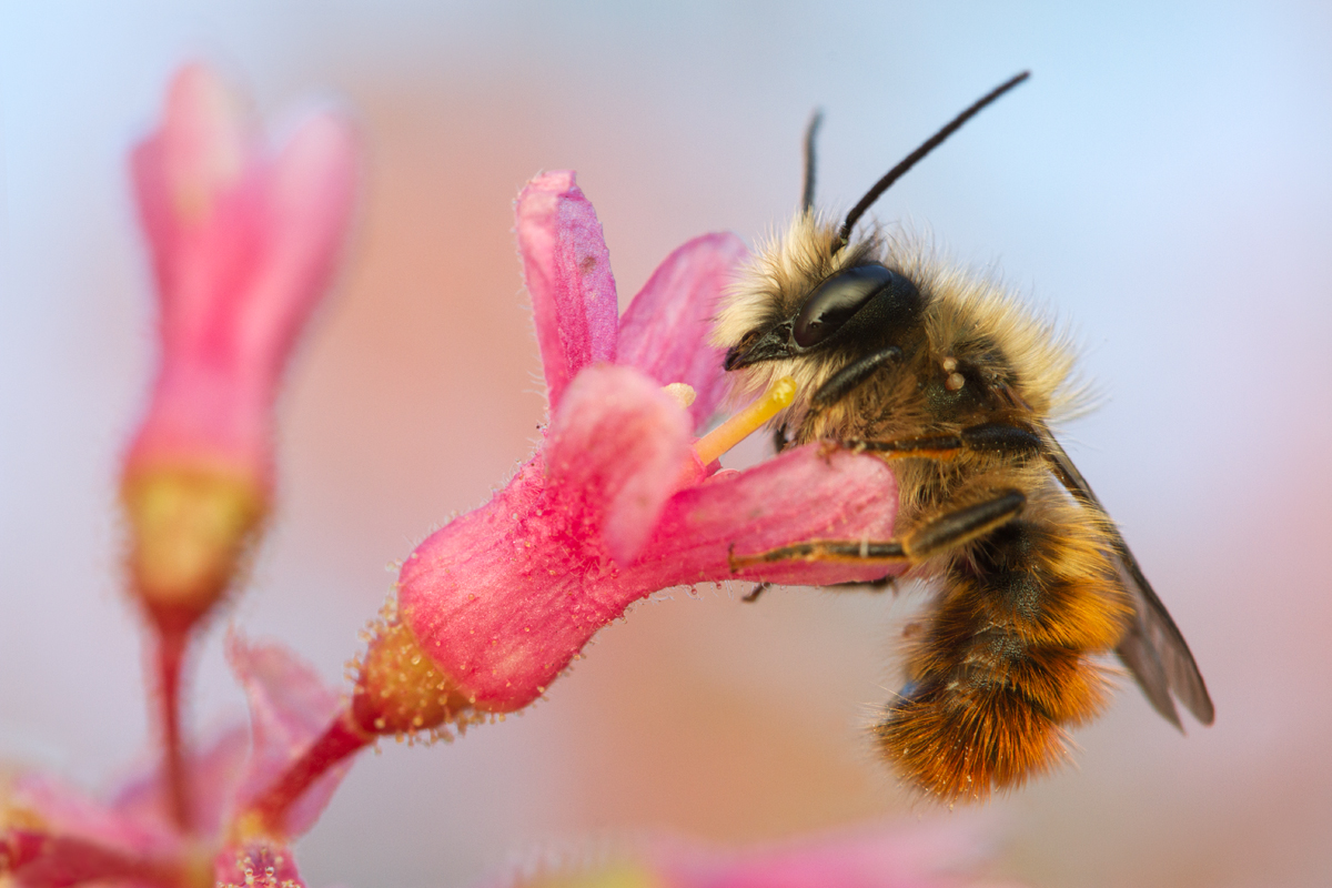 Red Mason Bee 7